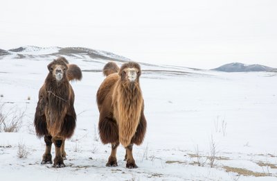 Zwei Kamele stehen in einer Winterlandschaft