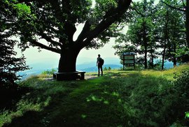 Eine Eiche im Thüringer Wald