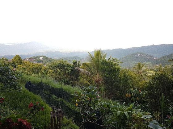 Ausblick in die grüne Natur
