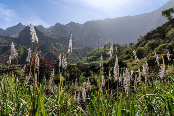 Zuckerrohr im Paúl-Tal auf Santo Antão Blühender Zuckerrohr wächst unter strahlender Sonne