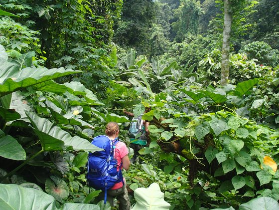Wanderung im Dschungel bei Terreiro Velho auf São Tomé und Príncipe Zwei Wanderer mit Rucksäcken im dichten Dschungel