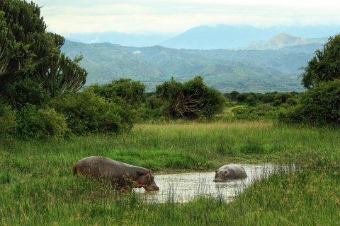 Nilpferde in einem See in Uganda mit grüner Umgebung