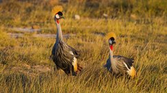 Kronenkranich in freier Natur in Uganda