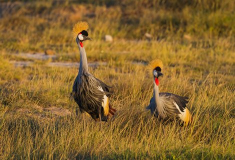 Kronenkranich in freier Natur in Uganda