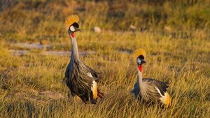 Kronenkranich in freier Natur in Uganda