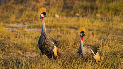 Kronenkranich in freier Natur in Uganda