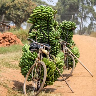 Ein Fahrrad als Transportmittel von Bananen