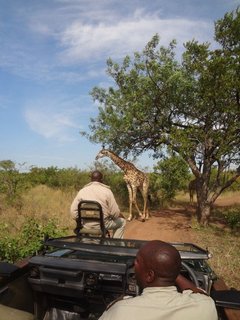 Foto einer Giraffe auf einer Safari in Südafrika 