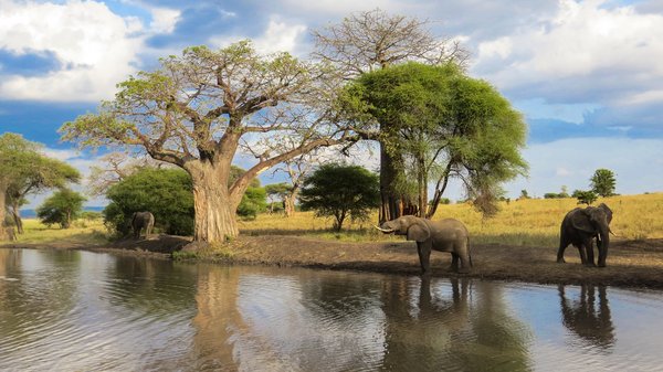 Blick auf eine Elefantenherde am Wasser des Tarangire Nationalparks in Tansania