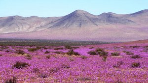 Blumenfeld in Chile Ein großes Blumenfeld pinker Blumen in Chile