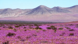 Ein großes Blumenfeld pinker Blumen in Chile