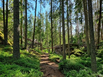 Ein Weg führt in einen Tannenwald hinein. Zwischen den Baumwipfeln leuchtet ein blauer Himmel.