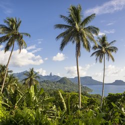 Drei hohe Palmen im Vordergrund und ein weiter Ausblick über Dschungel und Küste