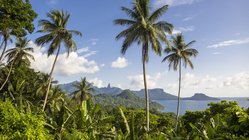 Blick über das Landesinnere und die Küste von Príncipe bei São Tomé und Príncipe Drei hohe Palmen im Vordergrund und ein weiter Ausblick über Dschungel und Küste