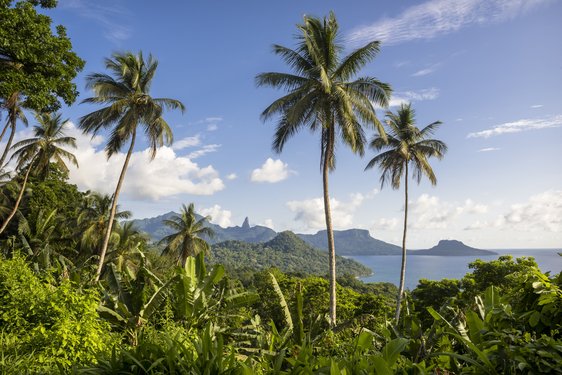 Drei hohe Palmen im Vordergrund und ein weiter Ausblick über Dschungel und Küste
