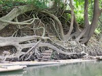Wurzeln im Khao Sok Nationalpark