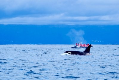 Walbeobachtung auf den Azoren Ein Wal bei den Azoren im Atlantik