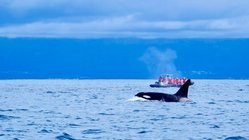 Ein Wal bei den Azoren im Atlantik
