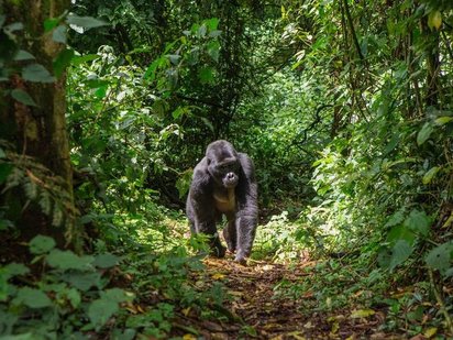 Berggorilla-Trekking im Bwindi-Nationalpark in Uganda