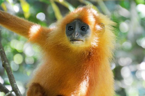 Ein Maronenlangur hangelt an einem Ast im Dschungel Borneos.