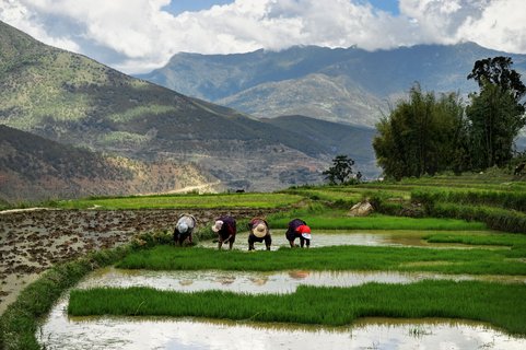 Männer ernten Reis in den Feldern