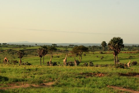 Safari im Queen Elizabeth Nationalpark in Uganda mit Sicht auf Giraffen