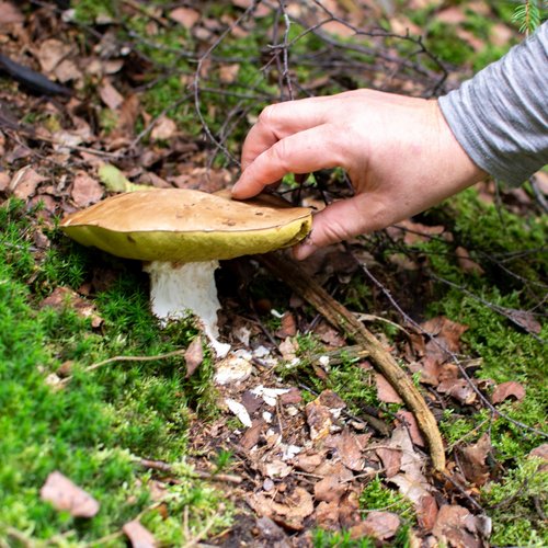 Ein Steinpilz im Westerwald.