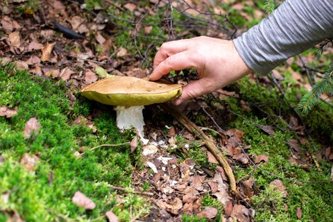 Ein Steinpilz im Westerwald.