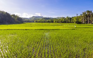 Weiter Blick über ein flaches Reisfeld