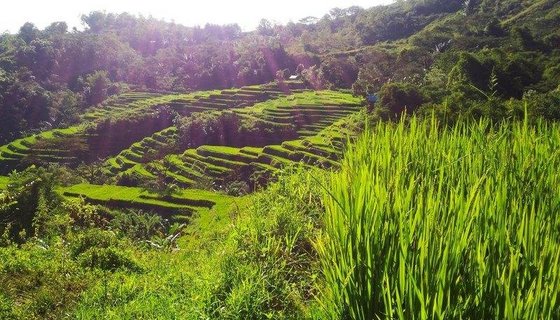 Ein Reisfeld, welches von Sonnenstrahlen angestrahlt wird