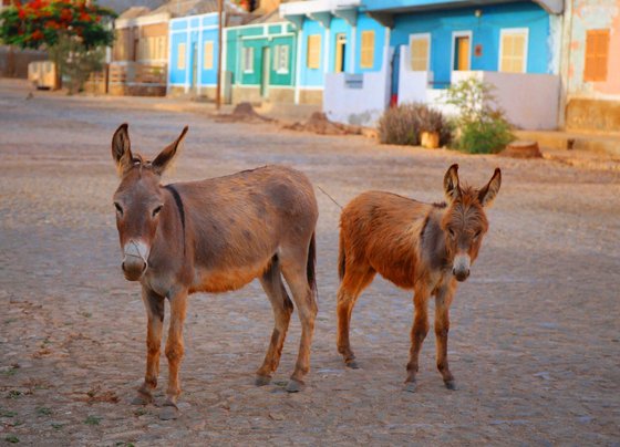 Auf einer mit Kopfsteinen gepflasterten Straße stehen im Vordergrund zwei Esel. Im Hintergrund wird die Straße von bunten Häusern gesäumt.