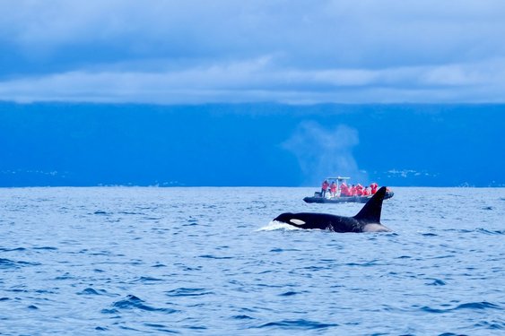 Im Bildmittelgrund springt ein Orca aus dem Atlantik. Hinter ihm sieht man ein Schlauchboot mit Menschen, die den Wal beobachten.