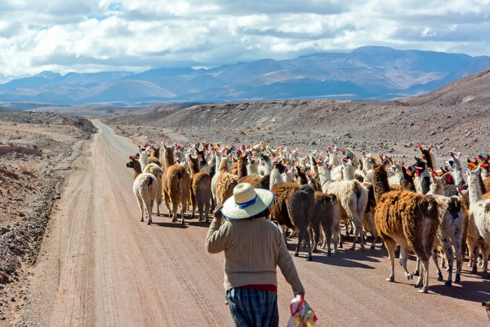 Hirte treibt Lamas eine Straße entlang