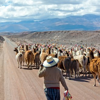 Hirte treibt Lamas eine Straße entlang