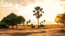 Ein Elefant im Liwonde-Nationalpark in Malawi, im sanften Licht eines afrikanischen Sonnenuntergangs