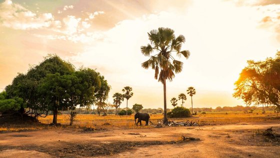 Ein Elefant im Liwonde-Nationalpark in Malawi, im sanften Licht eines afrikanischen Sonnenuntergangs