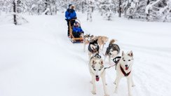 Ein Huskygespann zieht einen Schlitten durch eine verschneite Landschaft.