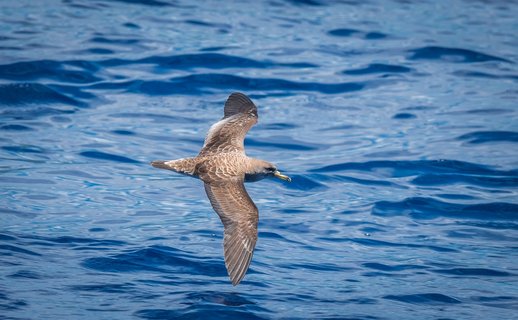 Ein Gelbschnabel-Sturmtaucher fliegt über das Meer