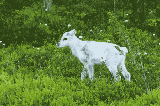 Zwischen grünen, krautigen Gewächsen steht ein niedliches weißes Rentierkalb.