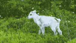 Zwischen grünen, krautigen Gewächsen steht ein niedliches weißes Rentierkalb.