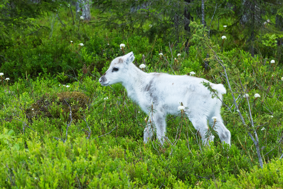 Ein Rentierkalb im Frühling Zwischen grünen, krautigen Gewächsen steht ein niedliches weißes Rentierkalb.