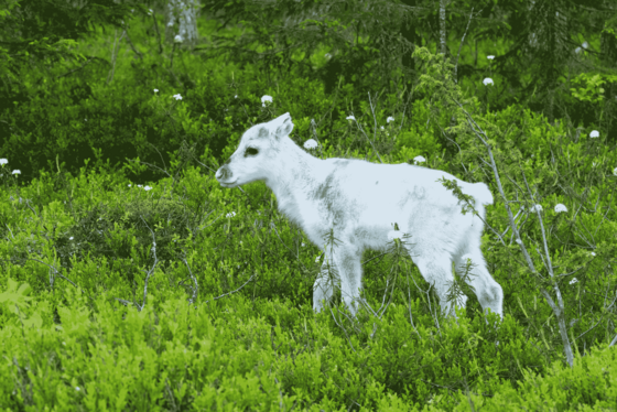 Zwischen grünen, krautigen Gewächsen steht ein niedliches weißes Rentierkalb.