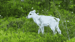 Zwischen grünen, krautigen Gewächsen steht ein niedliches weißes Rentierkalb.