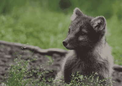 In der rechten Bildhälfte befiundet sich ein junger Polarfuchs auf einer Wiese, links ist nur Wiese und etwas Gesträuch zu sehen.