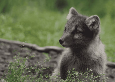 In der rechten Bildhälfte befiundet sich ein junger Polarfuchs auf einer Wiese, links ist nur Wiese und etwas Gesträuch zu sehen.