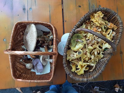Zwei Körbe voller Pilze auf einem Holztisch