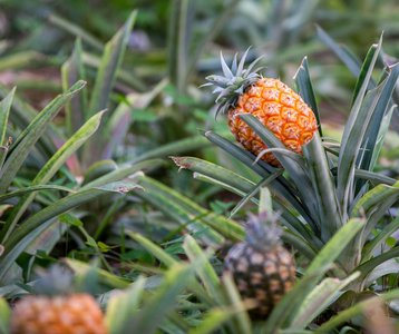 Ananasplantage auf São Miguel Man sieht früchtetragende Ananaspflanzen.