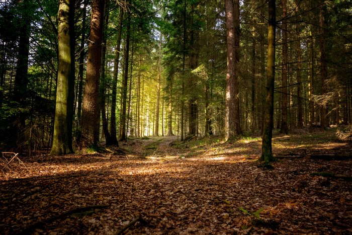 Weg im Wald mit herbstlichem buten Laub auf dem Boden im Bayerischen Wald