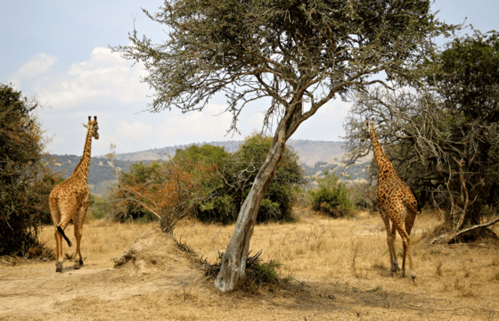Links und rechts eines Baumes stehen zwei Giraffen umgeben von Steppenlandschaft.