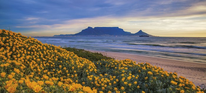 Strand mit Blumen und Hintergrund das Meer und der Tafelberg